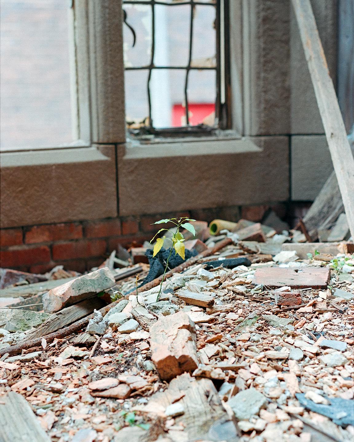 A plant grows from a pile of rubble.